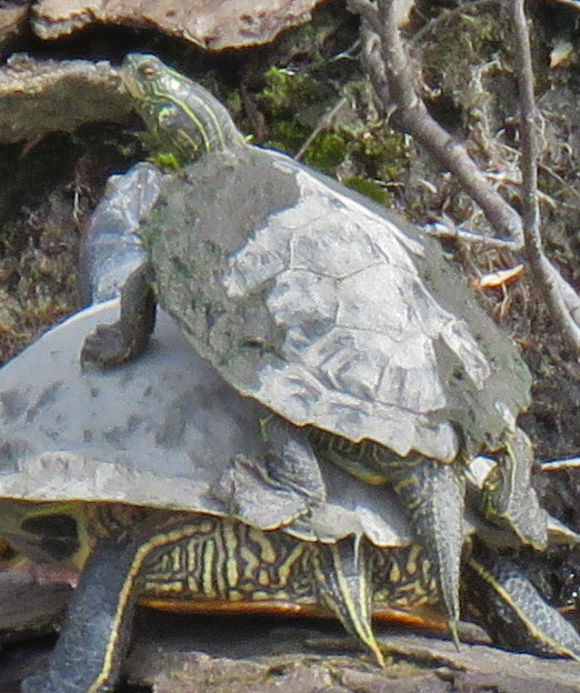 3rdturtle16-03-27_0281