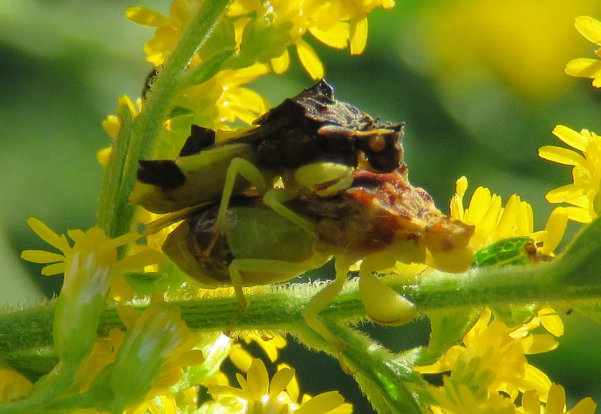 ambushbugs16-08-29_9480