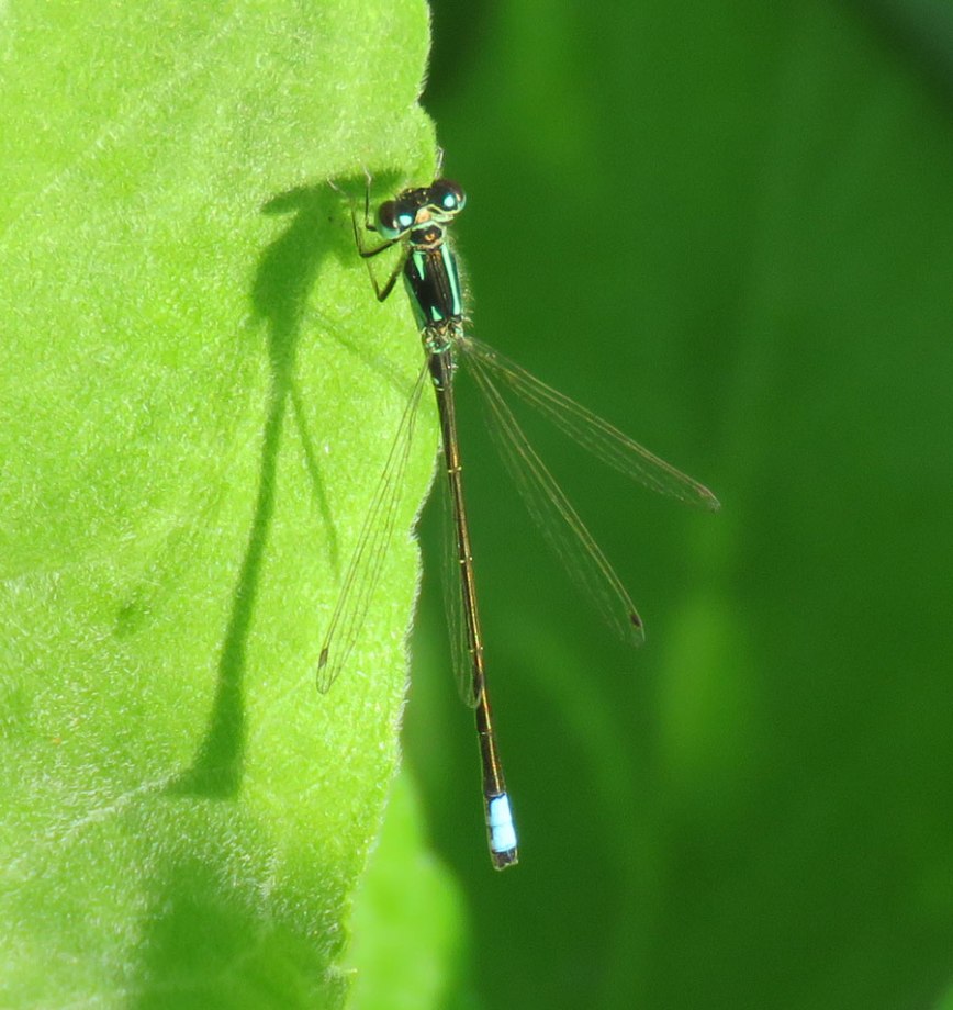 c-spreadwing16-06-05_4121