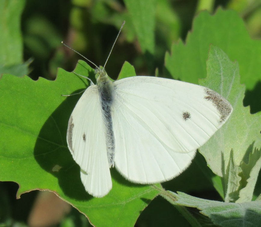 cabbagewhite16-07-09_5982