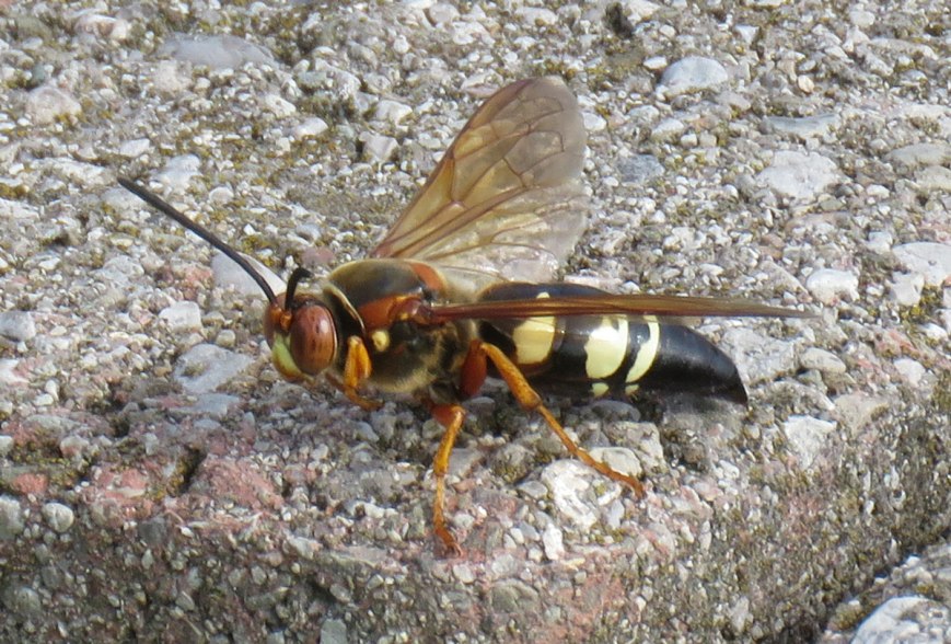 cicadakiller16-07-23_7113