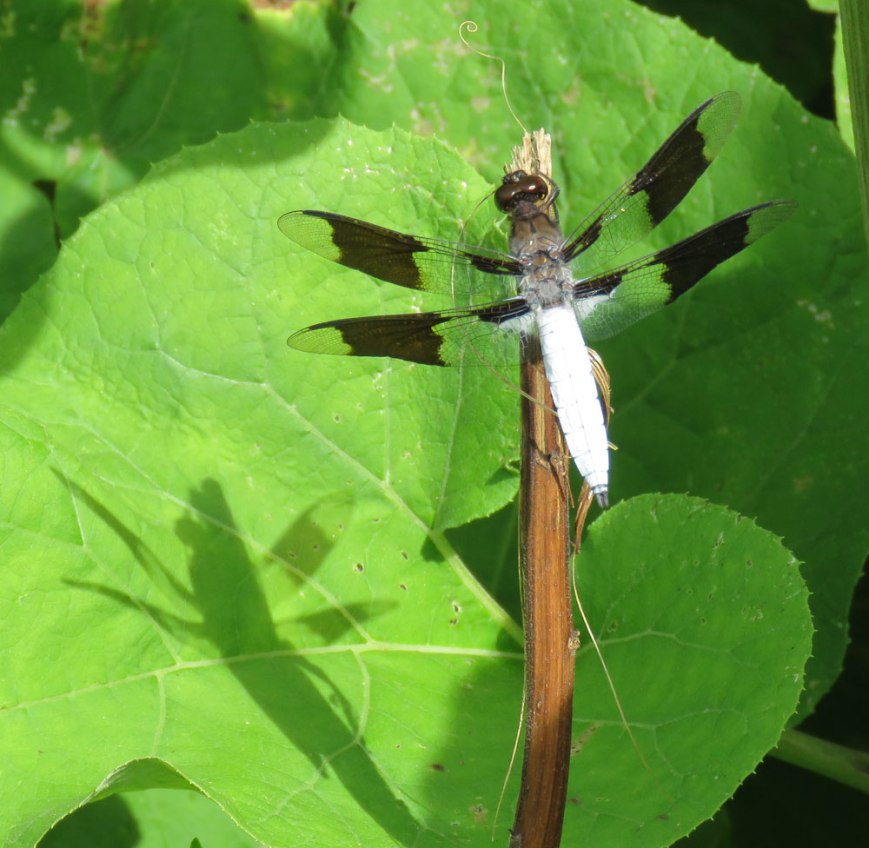 cwhitetail16-07-03_5733