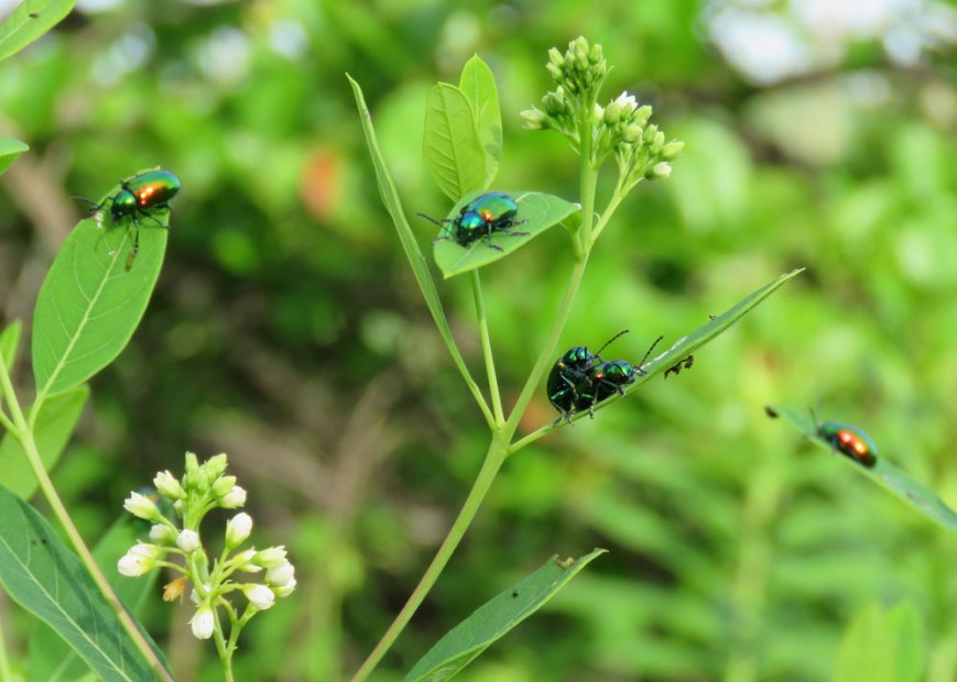 dbbeetles16-07-03_5631