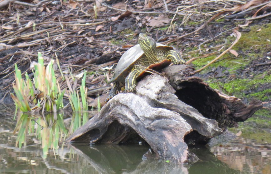 doug-turtle-16-03-14_9386