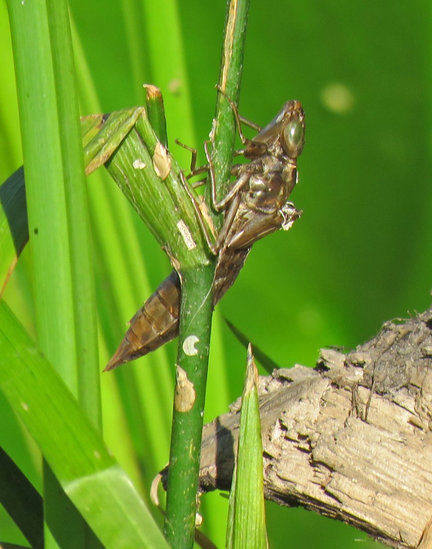 dragonflynymphskin16-07-09_5951