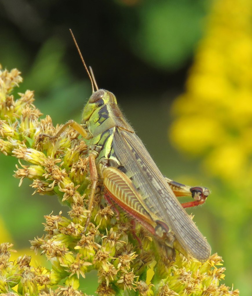 grasshopper16-09-22_0225