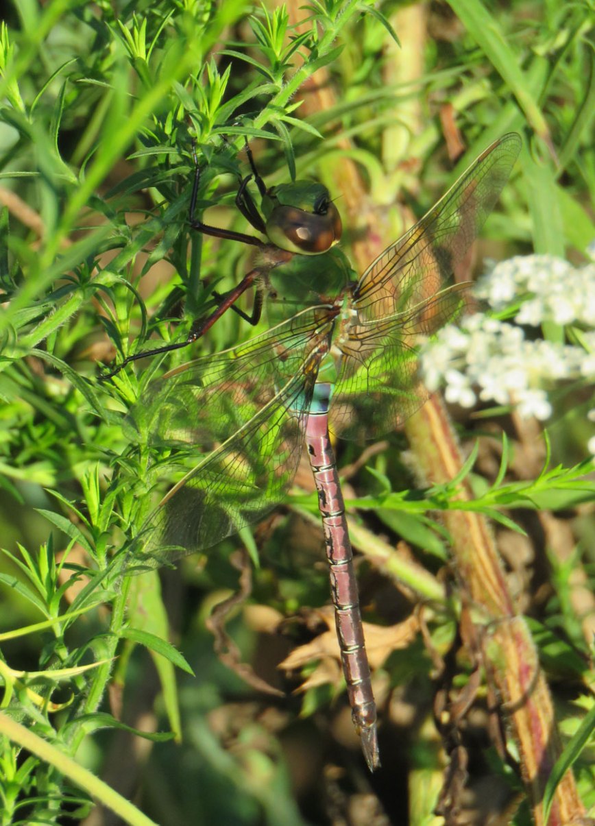 greendarner16-08-23_8853