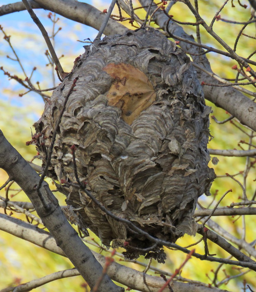 hornetsnest16-11-29_4967