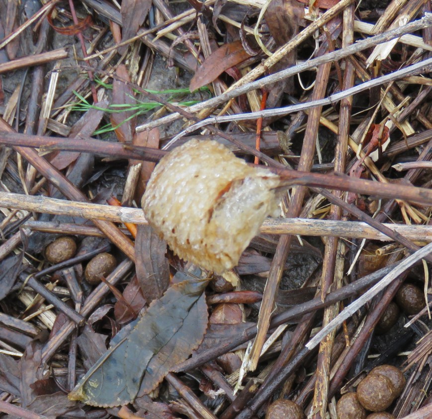 mantiseggcase17-01-18_7656