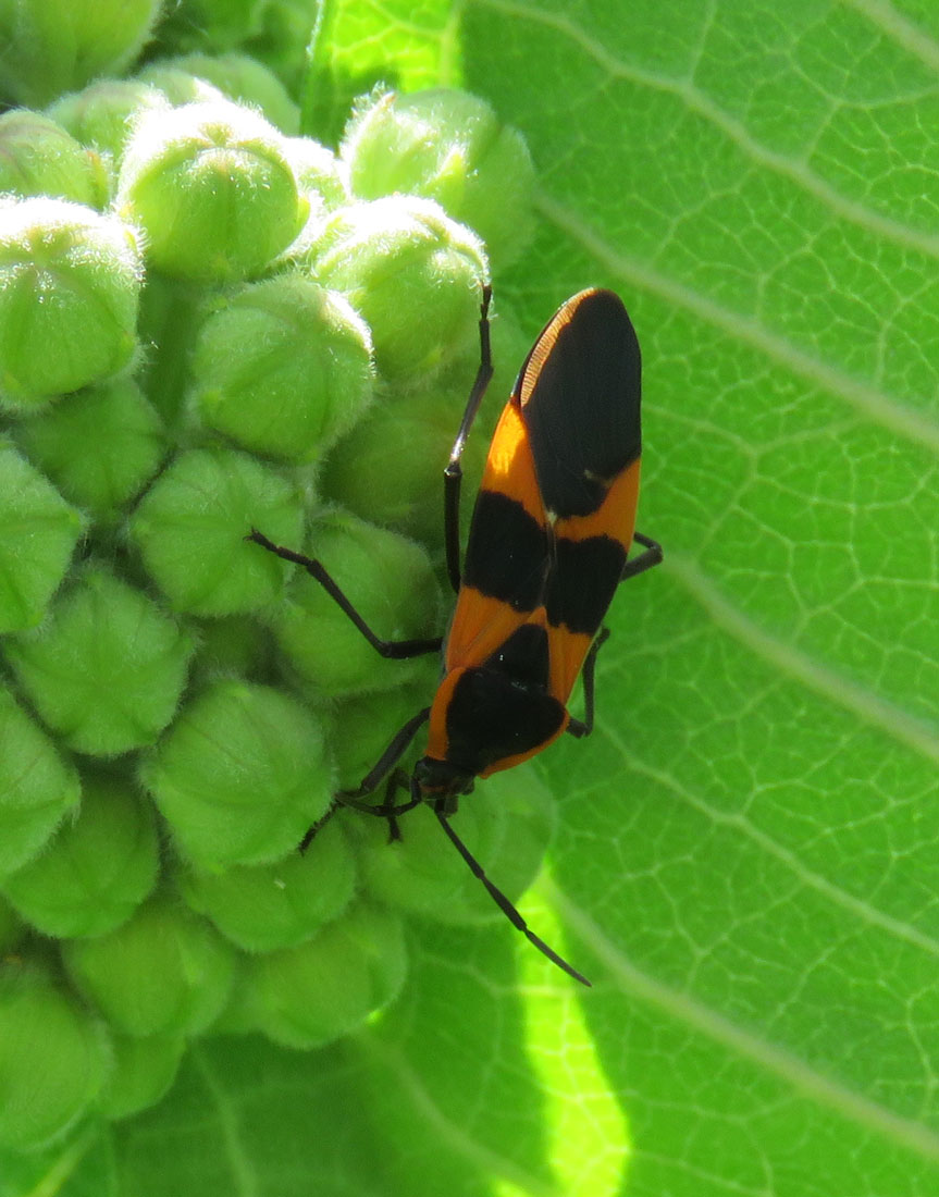 milkweedbug16-06-18_5058