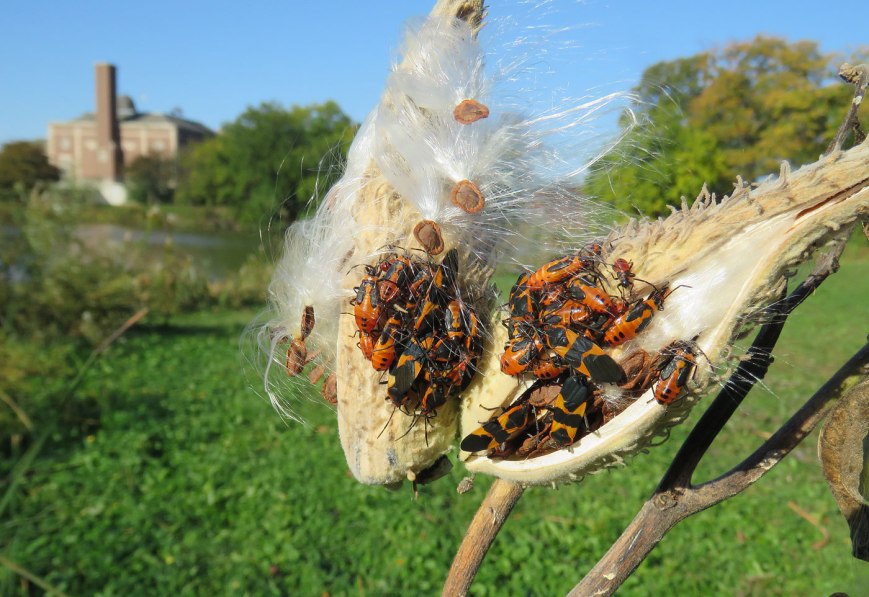 milkweedbugs16-10-23_2320