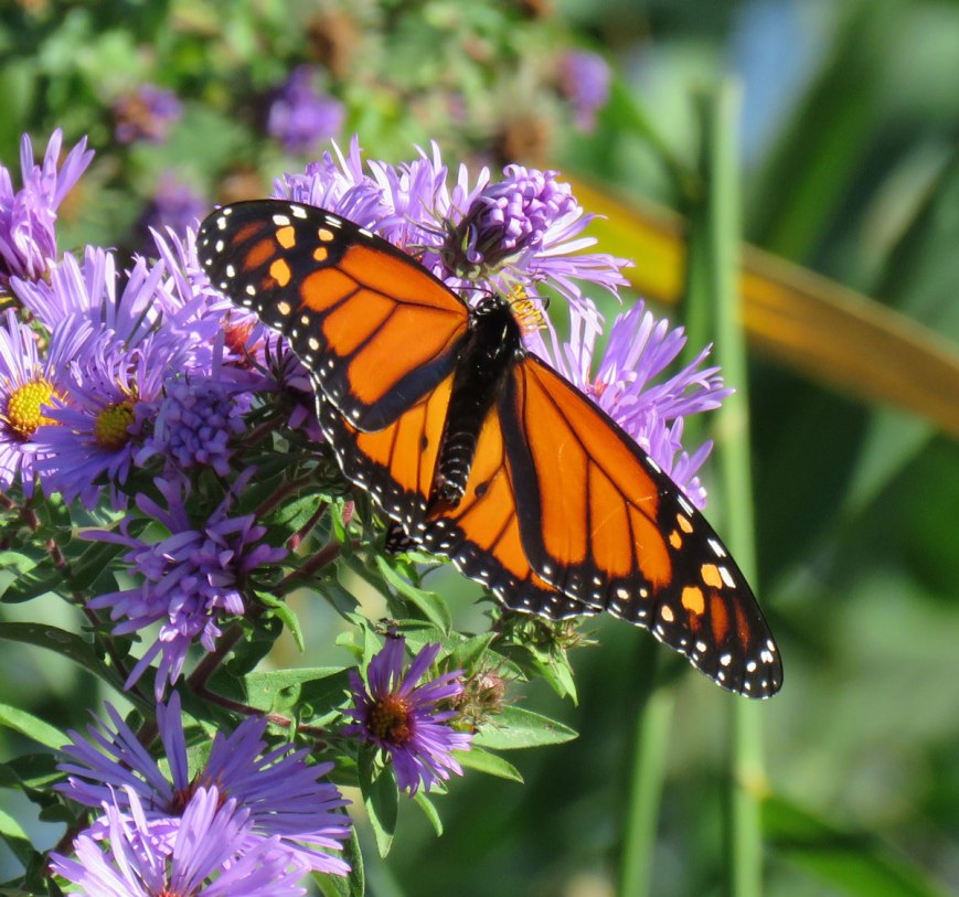 monarchaster16-10-09_1397