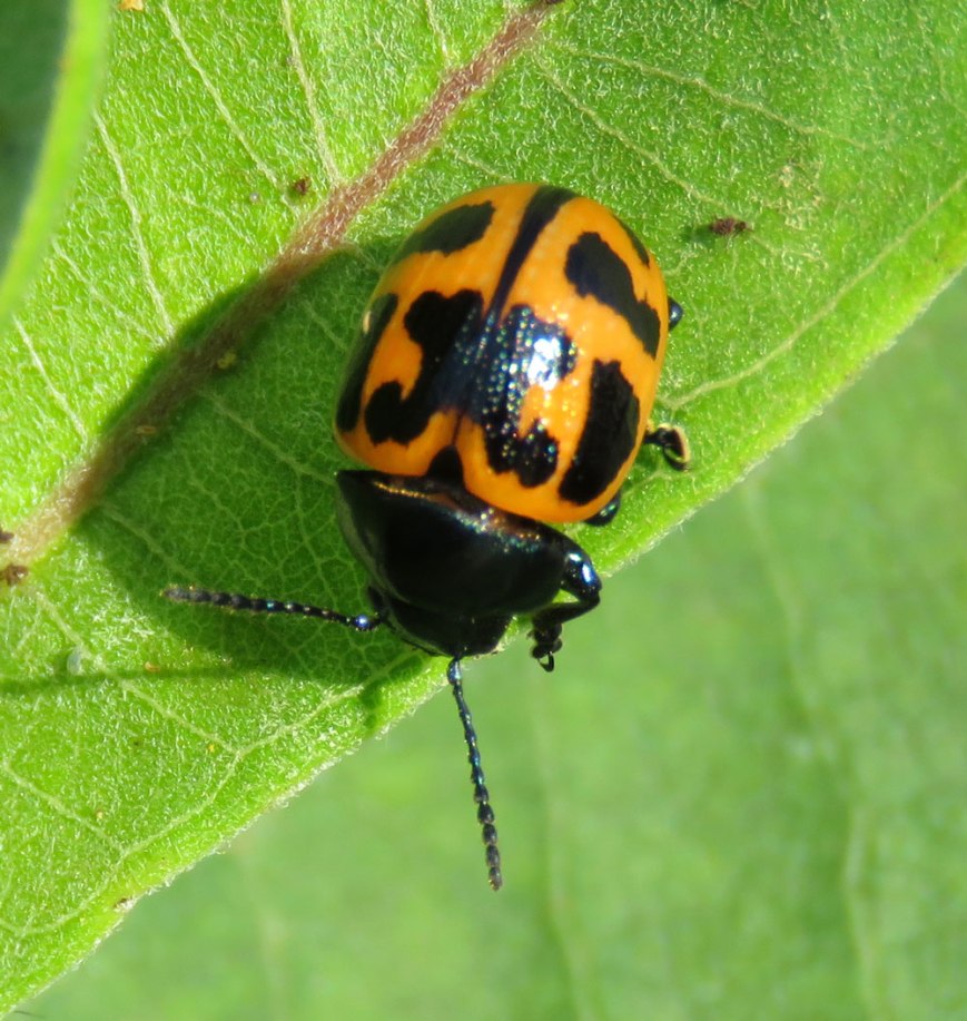 mwleafbeetle16-08-29_9466