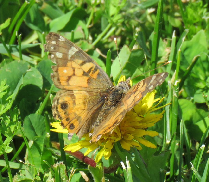 paintedlady16-05-29_3888