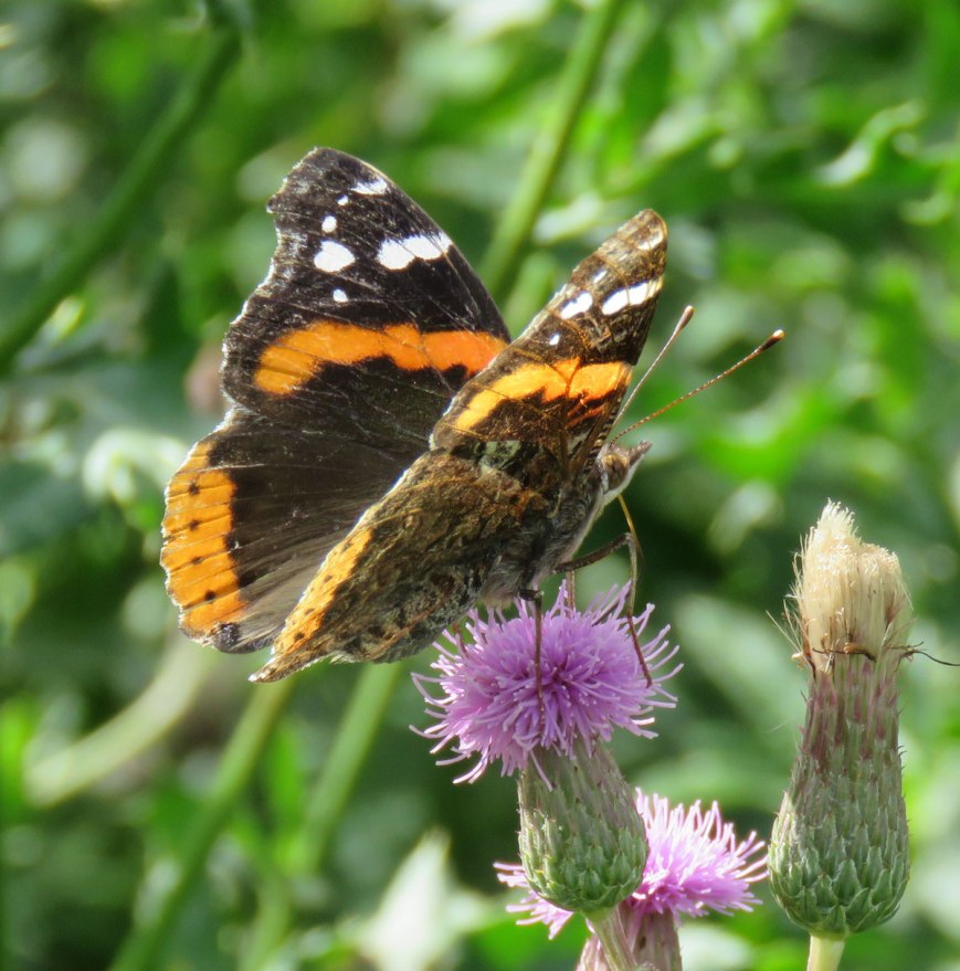 redadmiral16-07-03_5705