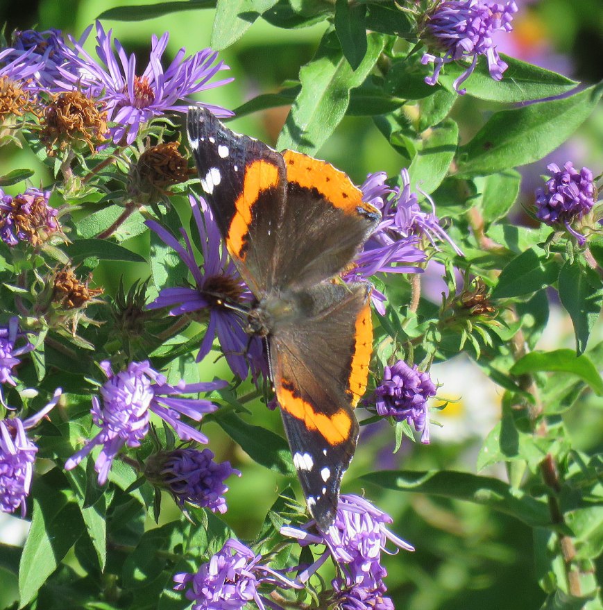 redadmiral16-10-09_1414