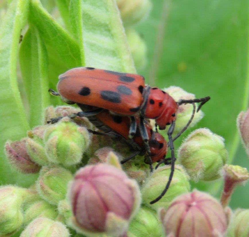 redmilkwbeetle16-06-26_5342