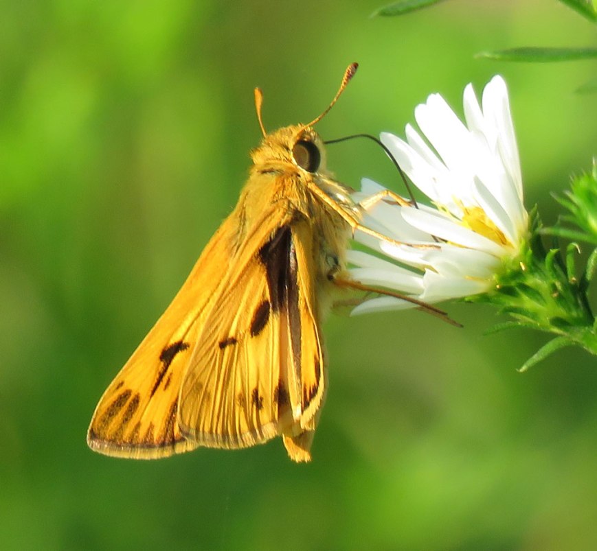 skipper16-08-29_9298