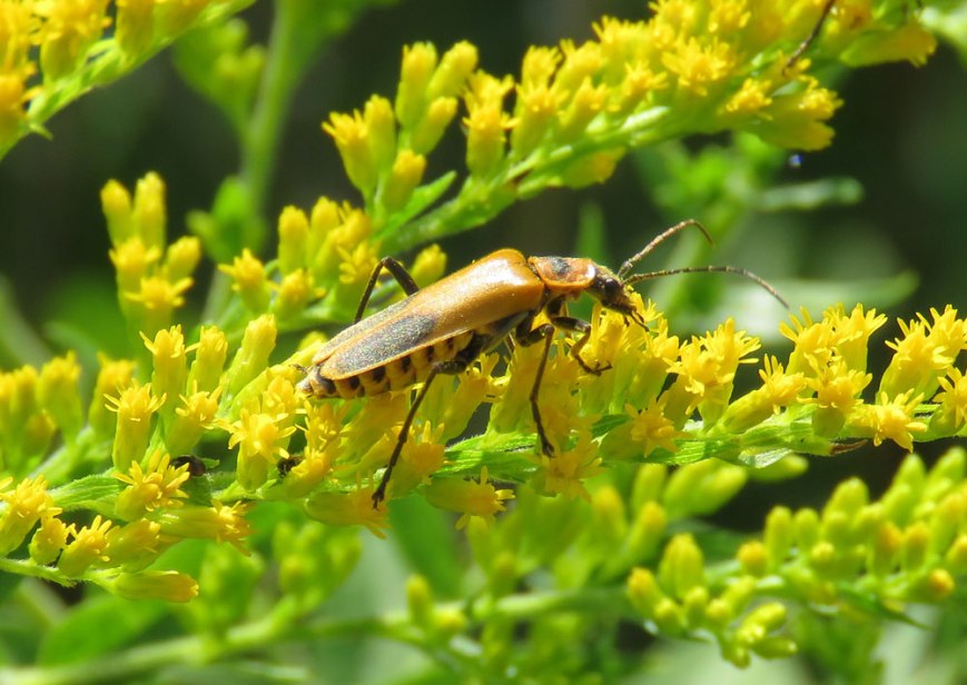 soldierbeetle16-08-17_8633