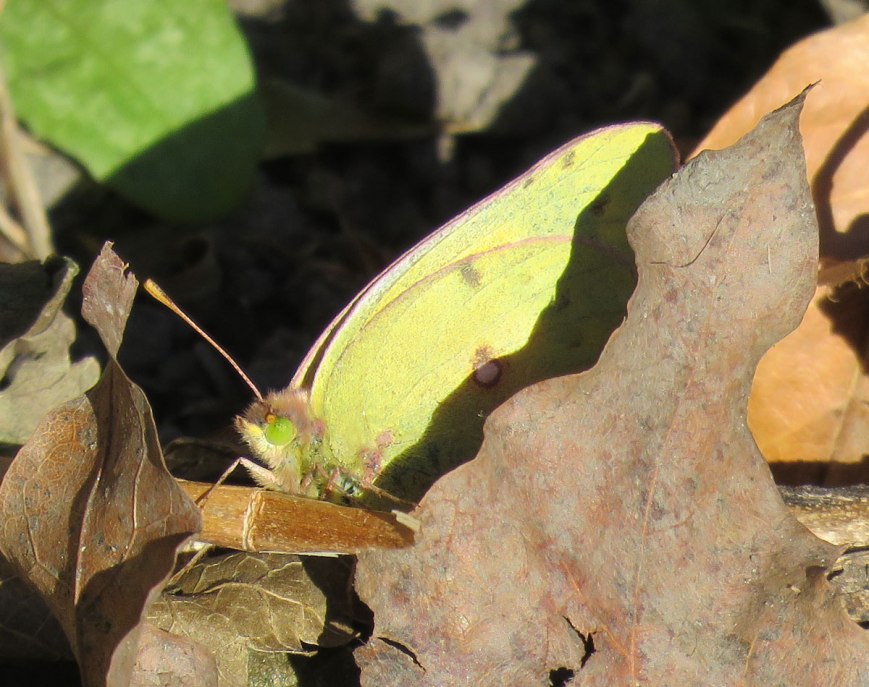 sulfurbfly16-11-13_4221