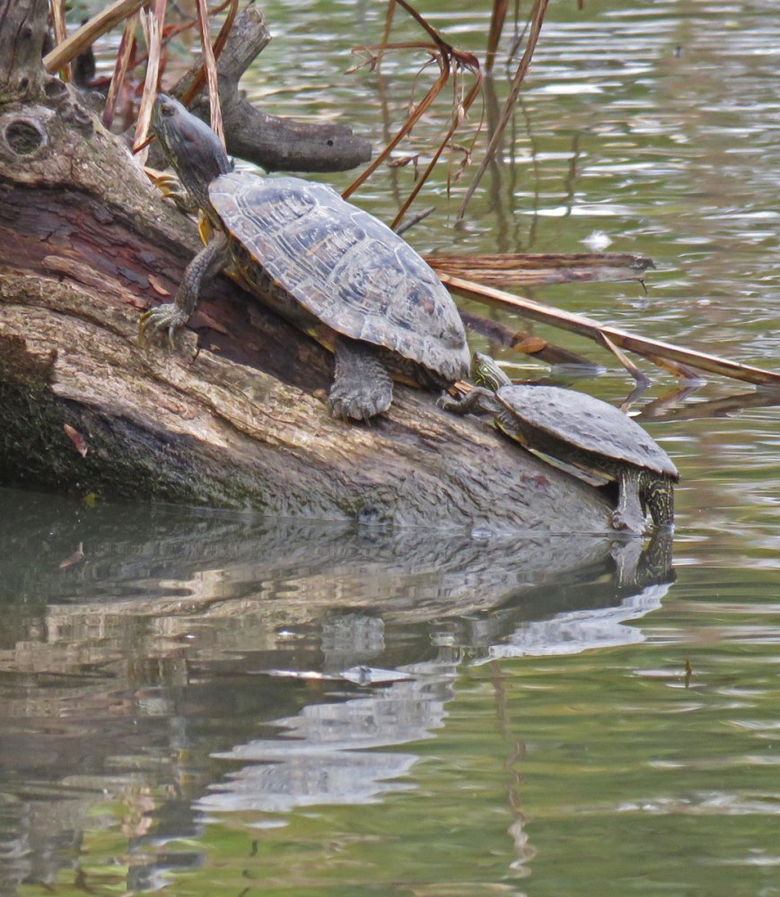 turtles16-10-29_3111