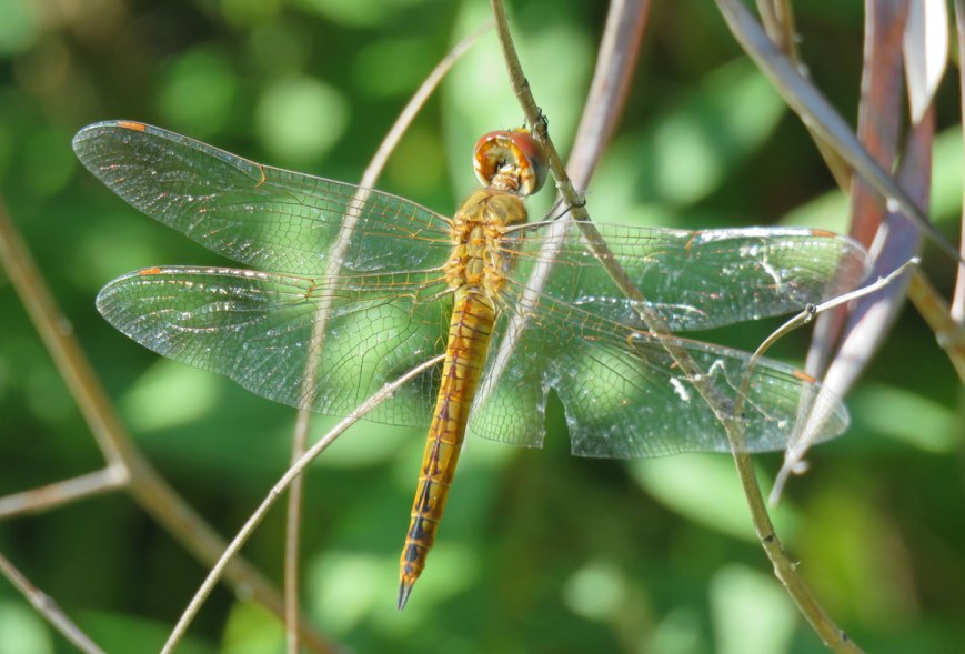 wanderglider16-08-23_9027