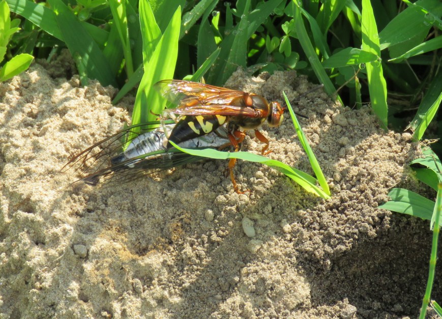waspcicada16-07-31_7734