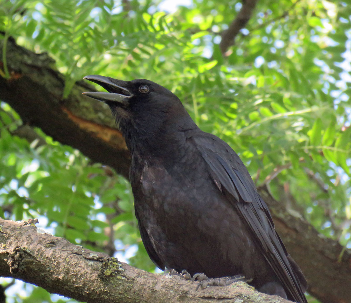 amcrowjuv16-06-18_5035