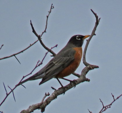 americanrobin17-02-23_9216