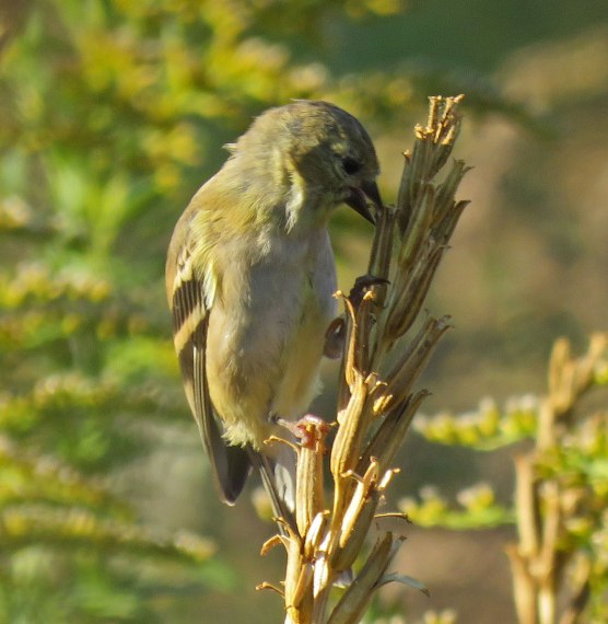 amgoldfinch16-10-09_1341