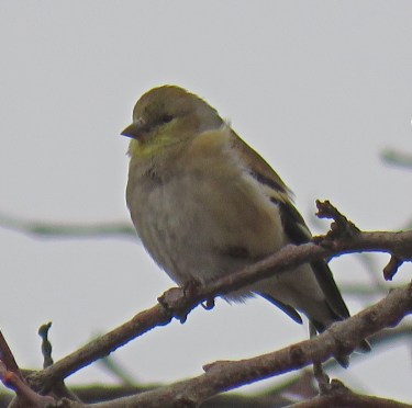 amgoldfinch17-01-18_7668