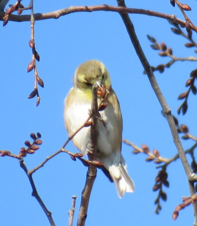 amgoldfinchelm17-02-05_8632