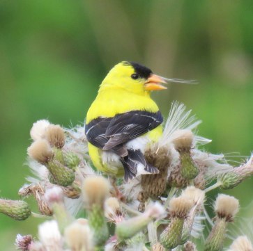 amgothistle16-07-03_5590