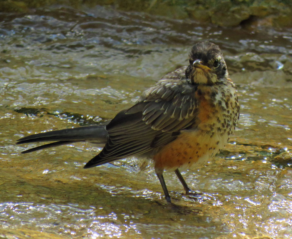 amrobinjuv16-08-10_8316