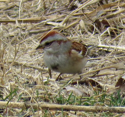 amtrrespar17-02-23_9307