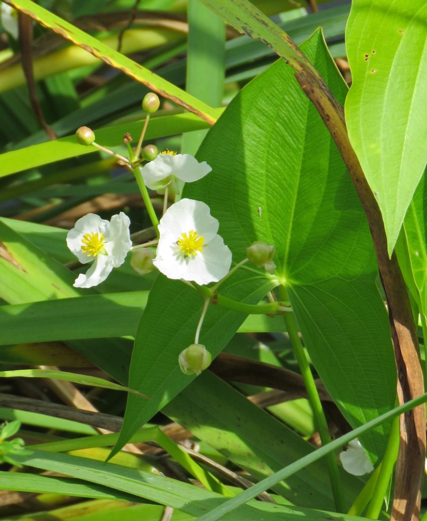 arrowhead16-08-29_9537