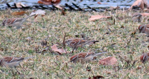 atsp-soccer-17-01-31_8388