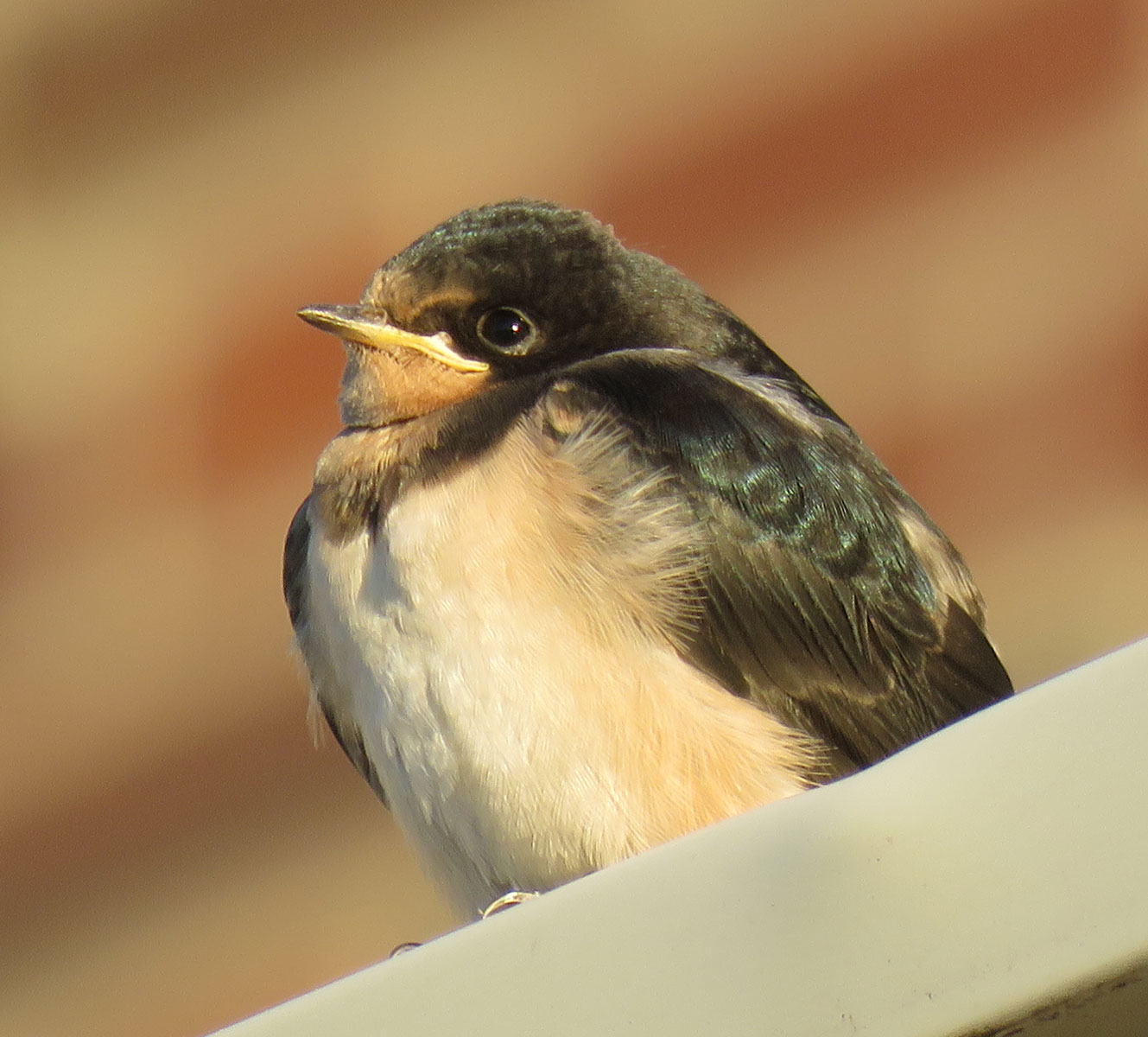 barnswalfldg16-08-23_8820