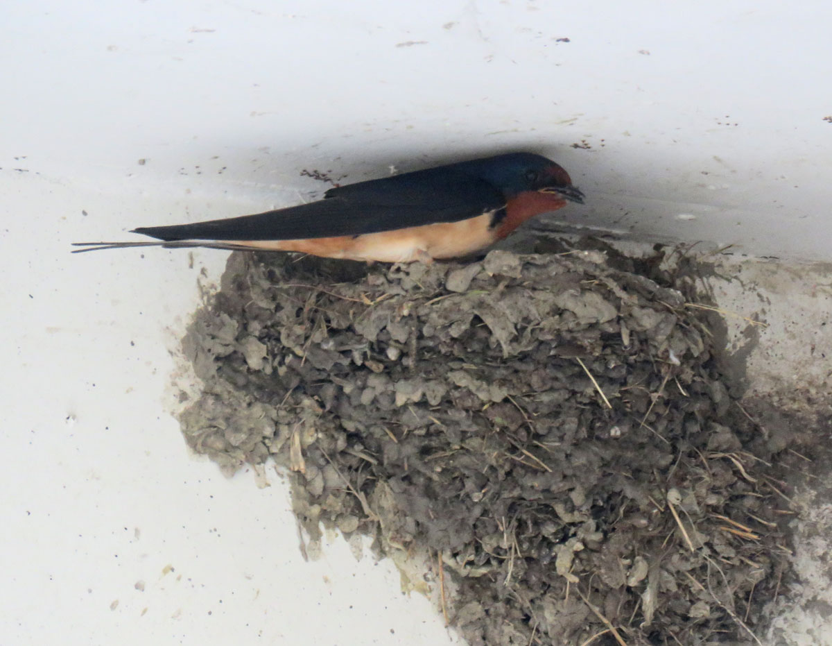 barnswalnest16-06-18_4973