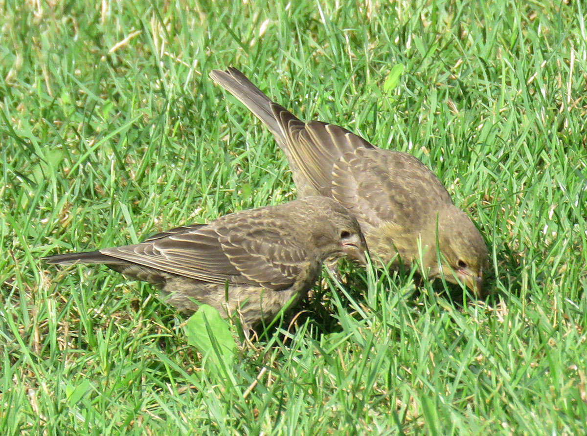 bhcowbirdjuv16-07-31_7566