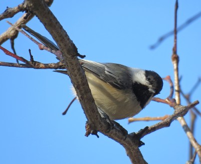 bl-capchickadee17-02-05_8618