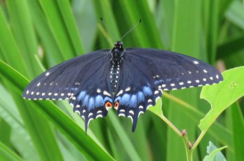 blaswallowtailf16-07-23_7181