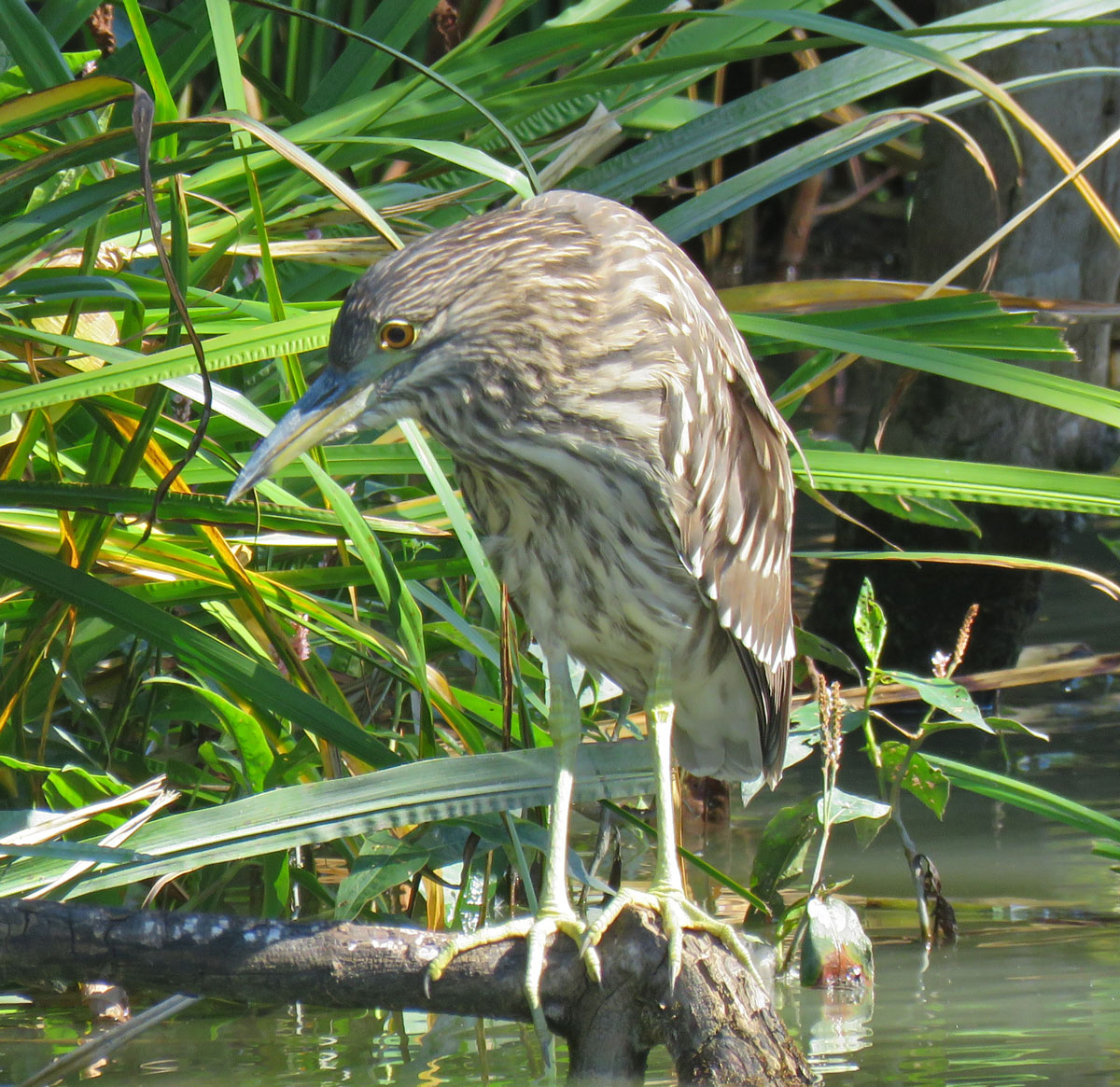 blcrnheronjuv16-08-23_9079