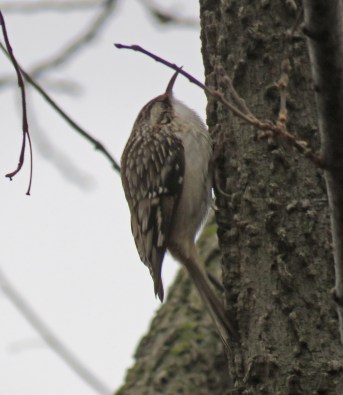 browncreeper17-01-18_7812