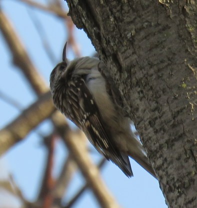 browncreeper17-02-26_9399