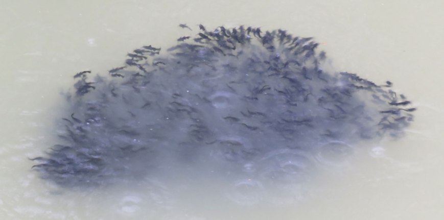 bullheadschool16-06-26_5390