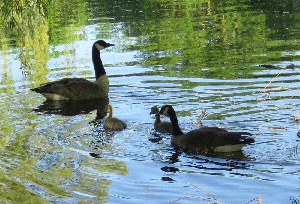cangoslings16-05-29_3709