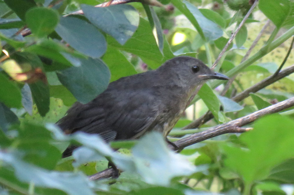 catbirdjuv16-08-10_8282