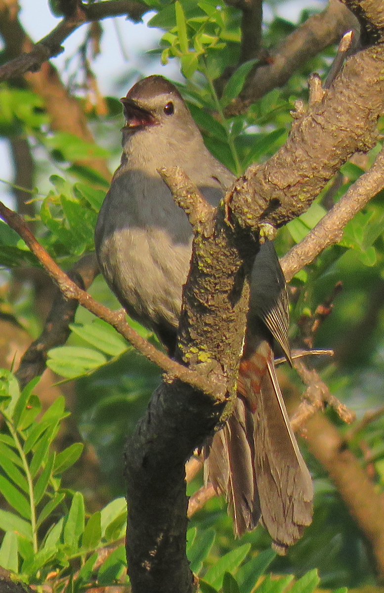 catbirdsing16-06-13_4610