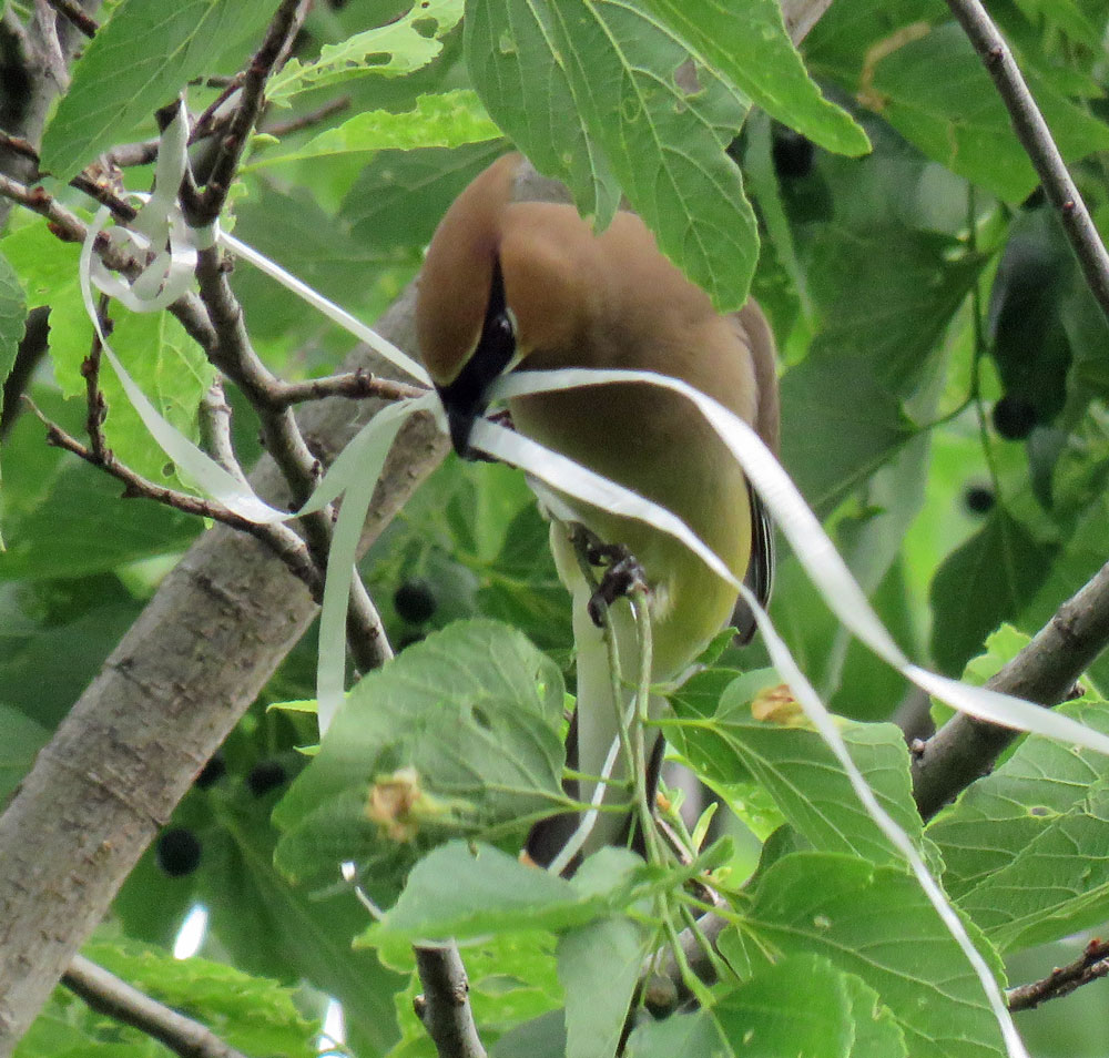 cedarwwribbon16-06-05_4154